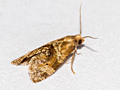 Gynnidomorpha alismana